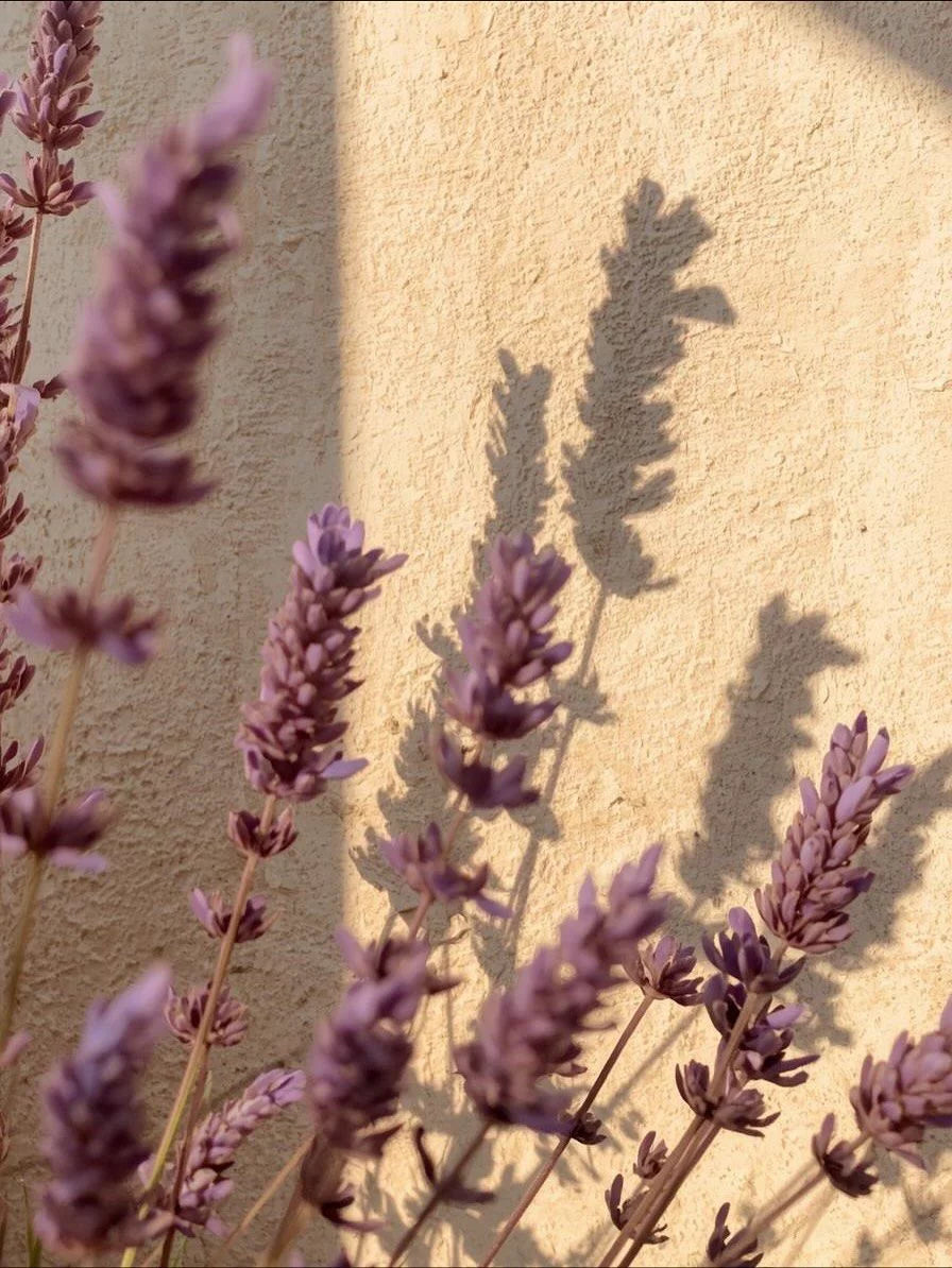 LAVENDER FIELDS ROOM & LINEN SPRAY