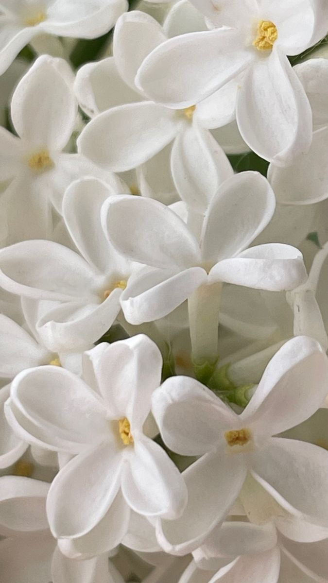 WHITE JASMINE ROOM & LINEN SPRAY | 1oz