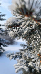 FROSTED FOREST ROOM & LINEN SPRAY | 1oz