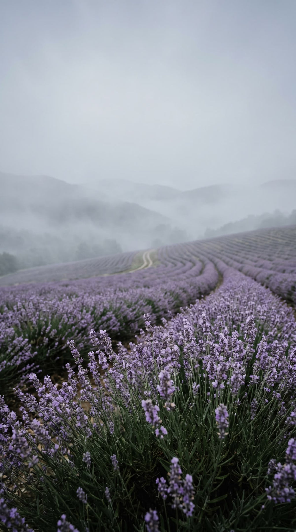LAVENDER FIELDS - CAR AIR FRESHENER
