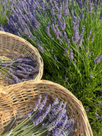 LAVENDER FIELDS BODY SOAP