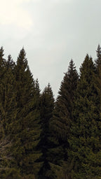 PINE FOREST BODY SOAP