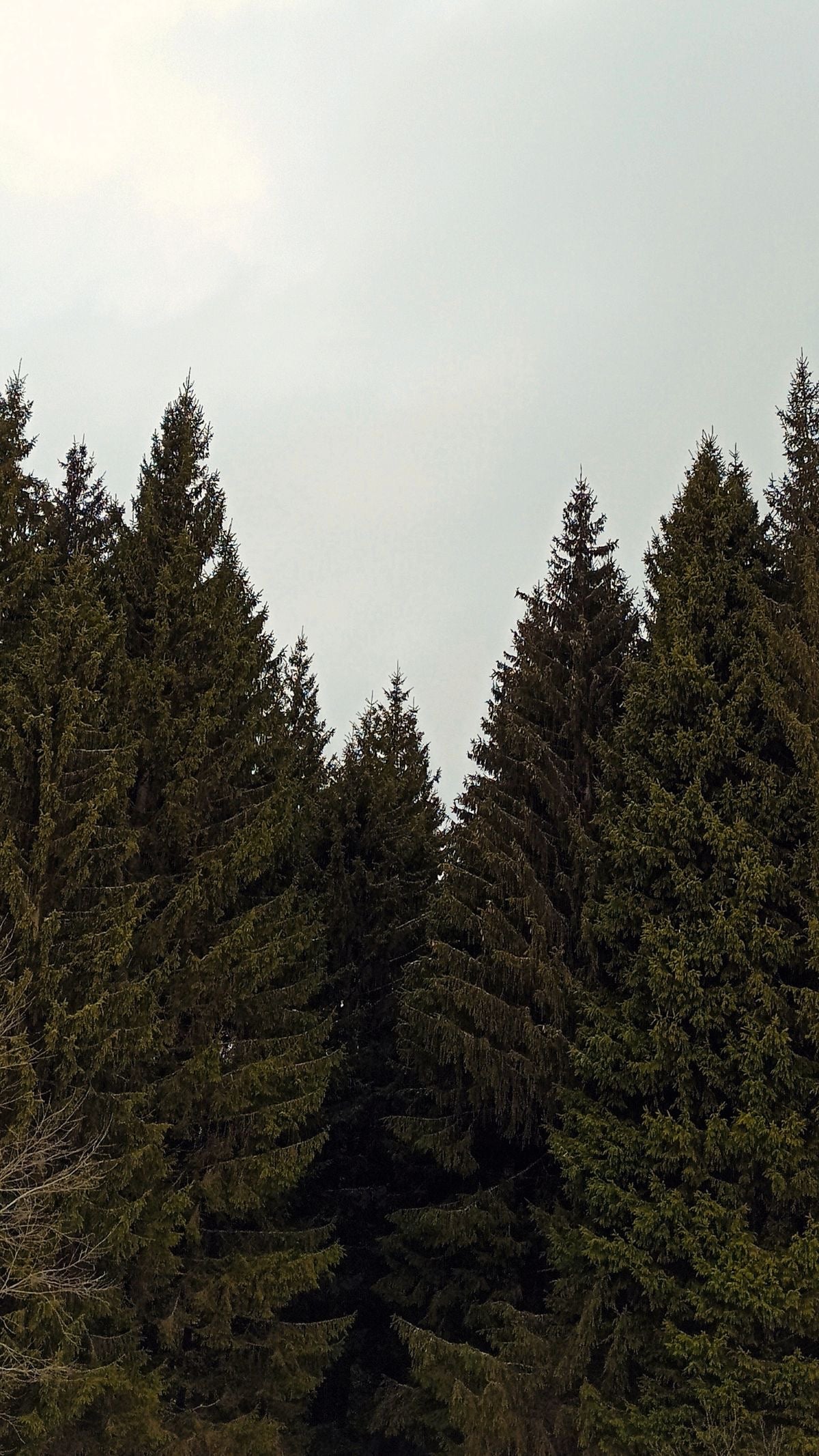 PINE FOREST BODY SOAP